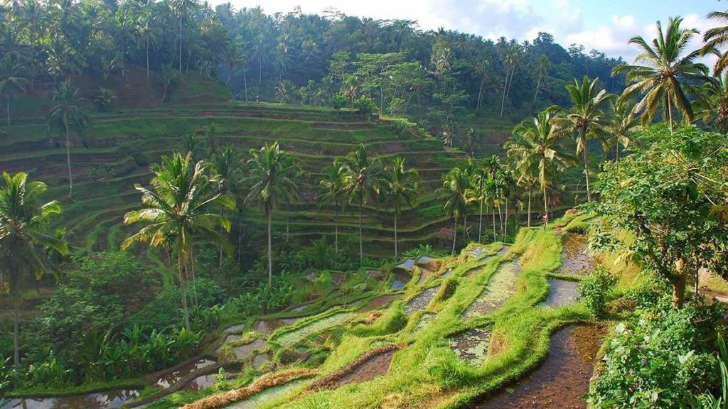 places to visit in bali-Tegallalang-Rice-Terraces
